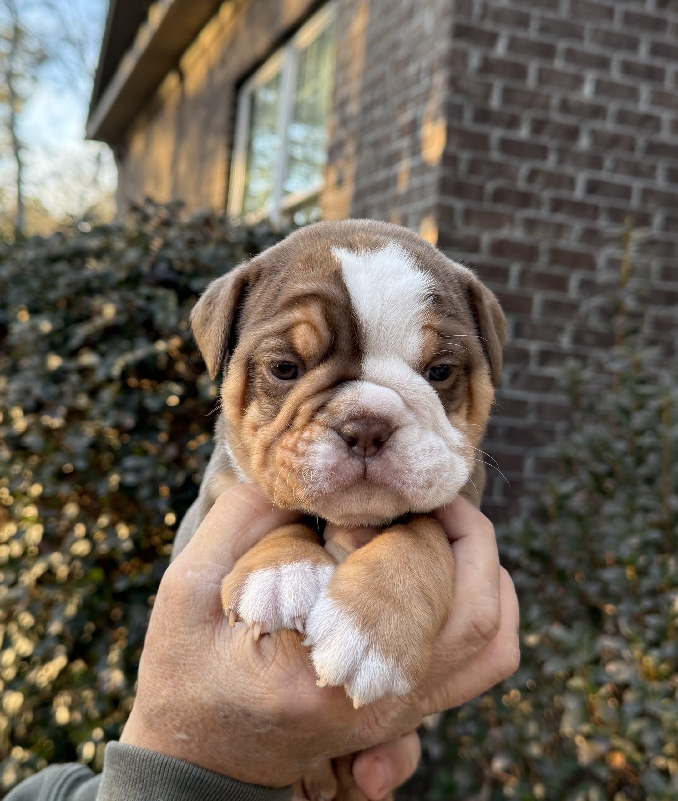 Olde South Bulldogges are number 1!