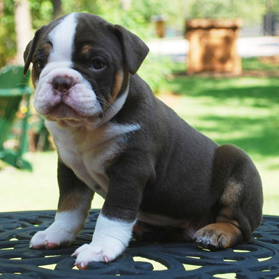 Chololate Tri Olde English Bulldogge Color - Olde South Bulldogges