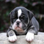 Old English Bulldog Adult Dog Clarice