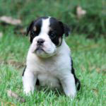 Old English Bulldog Adult Dog Clementine