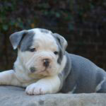 Old English Bulldog Adult Dog Clementine