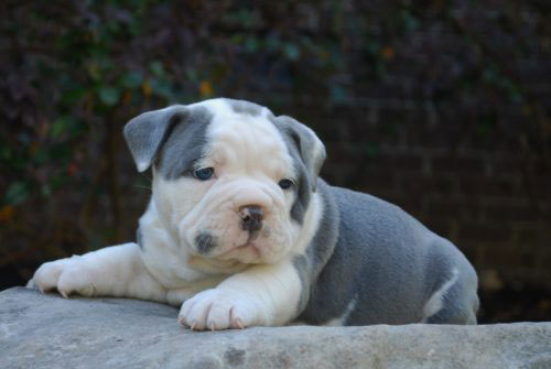 Old English Bulldog Adult Dog Clementine