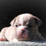 Old English Bulldog Adult Dog Clemson