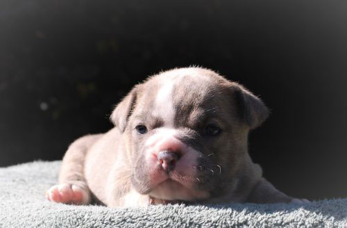 Old English Bulldog Adult Dog Clemson