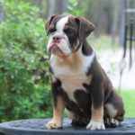 Old English Bulldog Adult Dog Coco