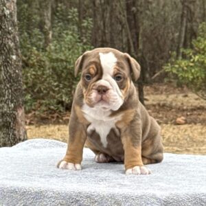 Old English Bulldog Puppy 