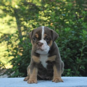 Old English Bulldog Adult Dog Coco