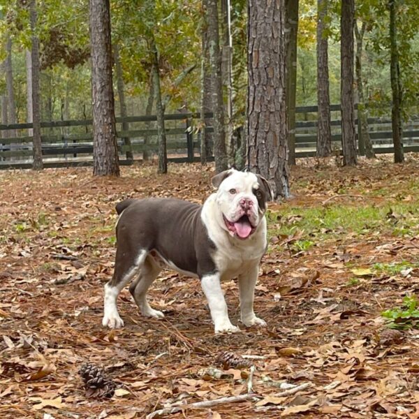 Old English Bulldog Adult Dog Colby