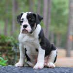 Old English Bulldog Adult Dog Cora