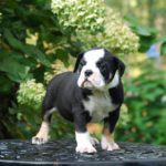 Old English Bulldog Adult Dog Crosby