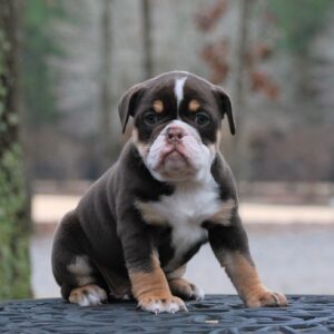 Old English Bulldog Adult Dog Daisy