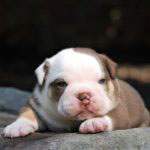 Old English Bulldog Adult Dog Odie