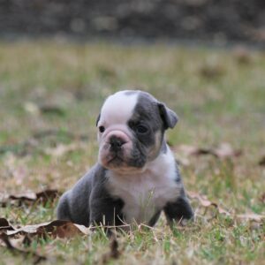 Old English Bulldog Adult Dog Darby