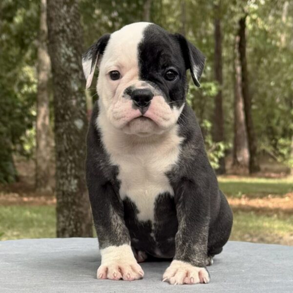 Old English Bulldog Adult Dog Darcy