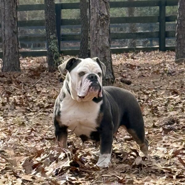 Old English Bulldog Adult Dog Darla