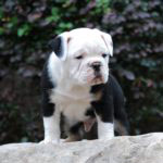 Old English Bulldog Adult Dog Dash