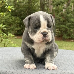 Old English Bulldog Puppy 