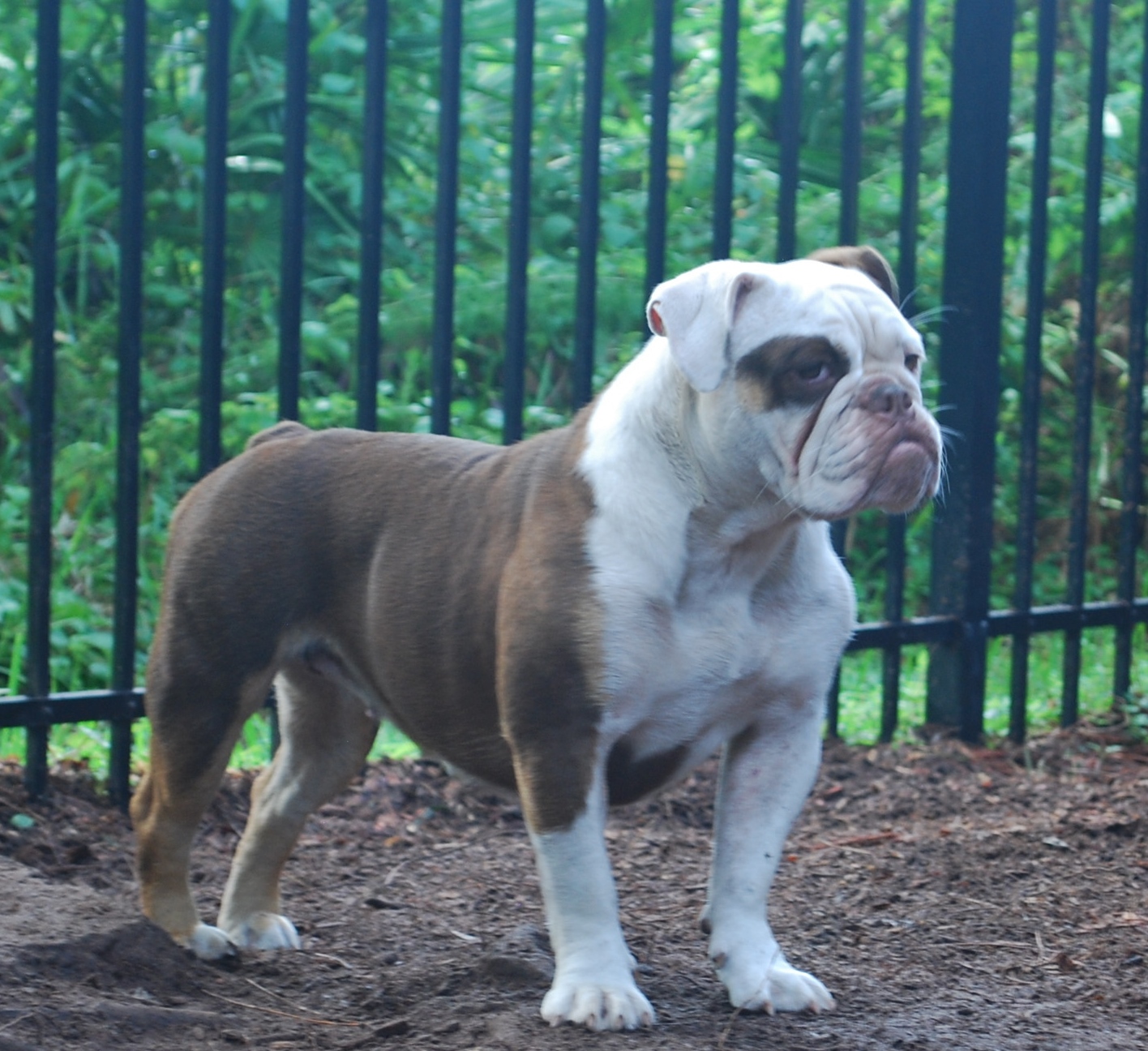 diva1y4 Olde South Bulldogges