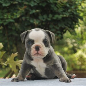 Old English Bulldog Adult Dog Diva