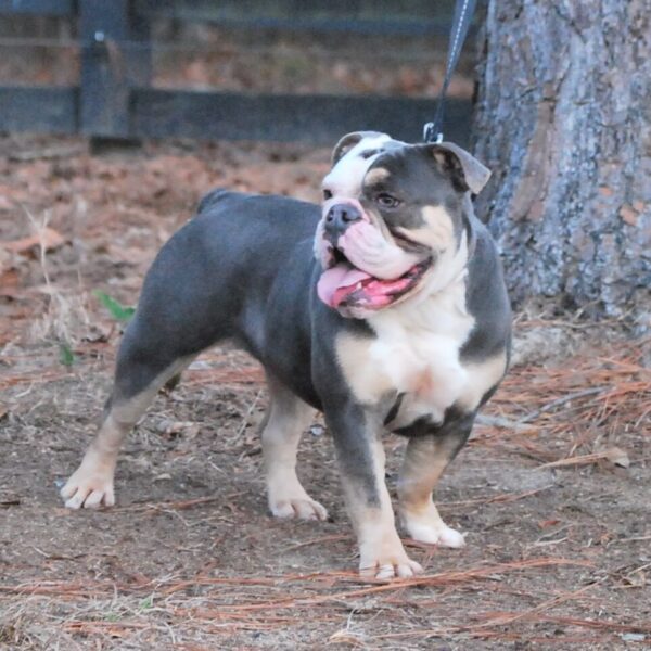 Old English Bulldog Adult Dog Delilah