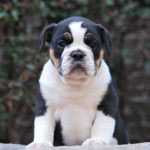 Old English Bulldog Adult Dog Dodger (Sold)