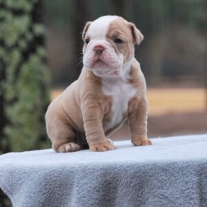 Old English Bulldog Adult Dog Dollie