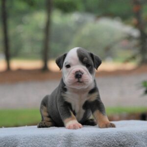 Old English Bulldog Adult Dog Dolly