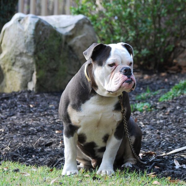 Old English Bulldog Adult Dog Donne (retired)