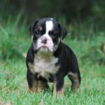 Old English Bulldog Adult Dog Dooley