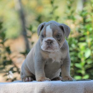 Old English Bulldog Adult Dog Dory