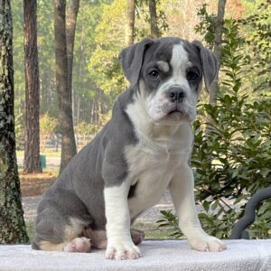 Old English Bulldog Puppy 