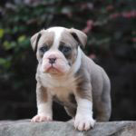 Old English Bulldog Adult Dog Eleanor