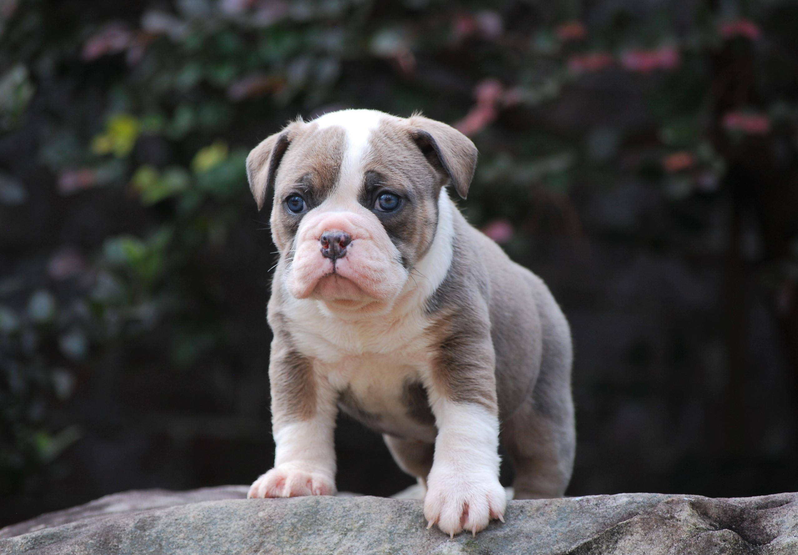 Blue Sable Olde English Bulldogge Puppies For Sale