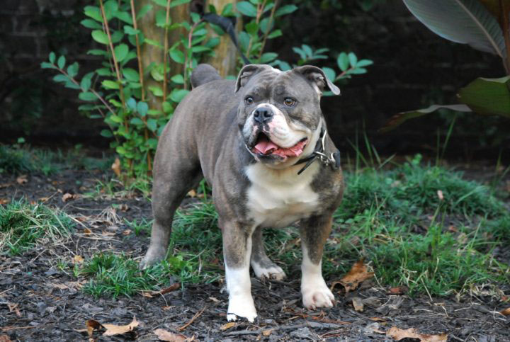 Old English Bulldog Adult Dog Ella