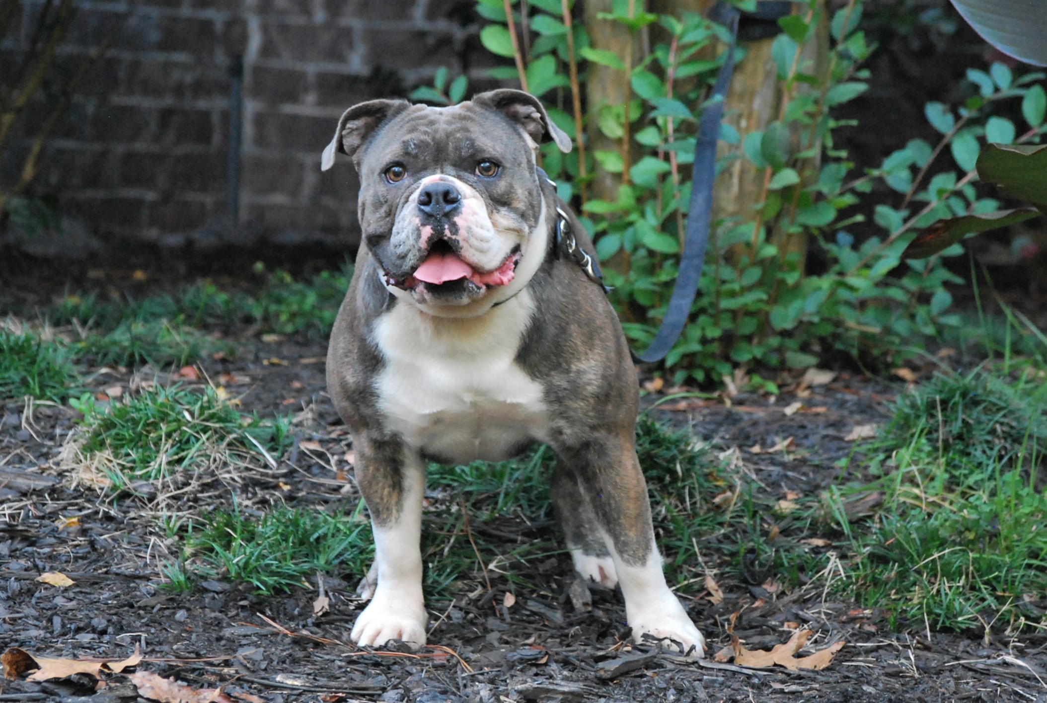 See puppies by Ella - Olde South Bulldogges