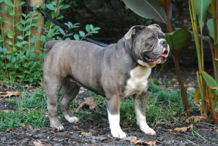 Blue Brindle