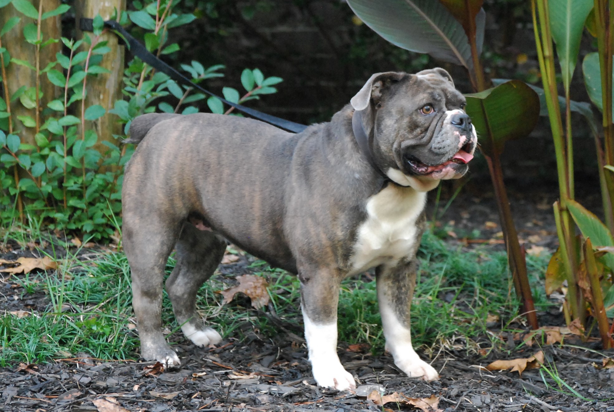 Blue Brindle Olde English Bulldogge Puppies For Sale