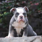 Old English Bulldog Adult Dog Elmer