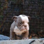 Old English Bulldog Adult Dog Elsa