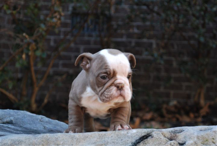 Old English Bulldog Adult Dog Elsa