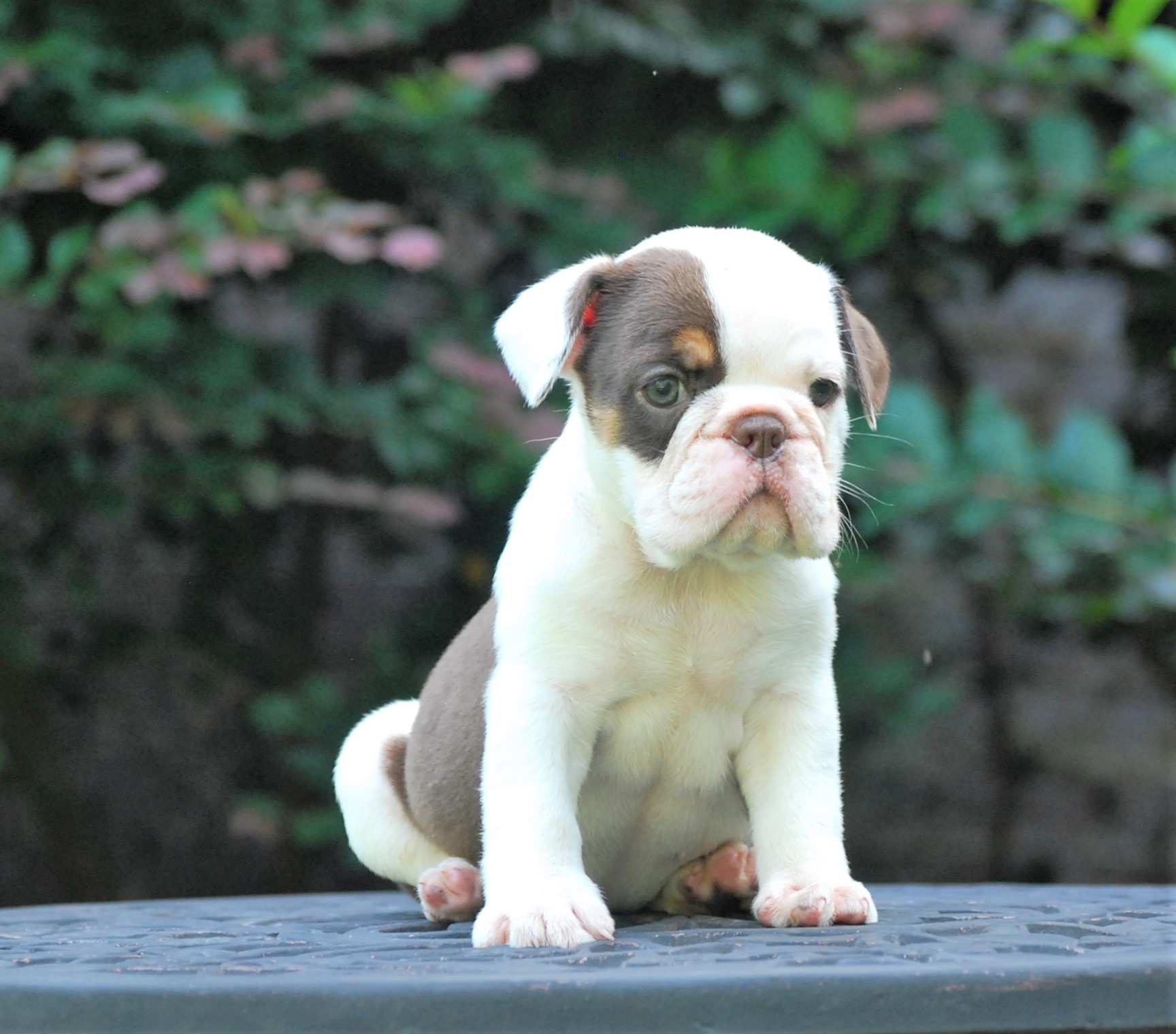 Meet Elsa (SOLD) Olde English Bulldogge Puppy For Sale
