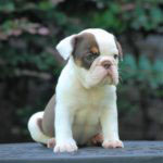 Old English Bulldog Adult Dog Elsa