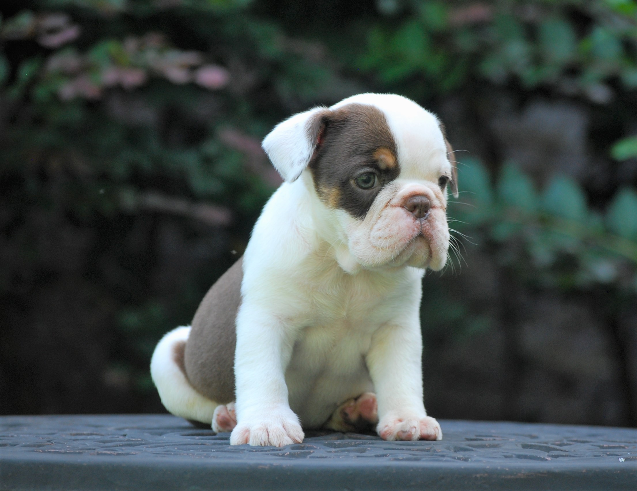 Meet Elsa (SOLD) Olde English Bulldogge Puppy For Sale