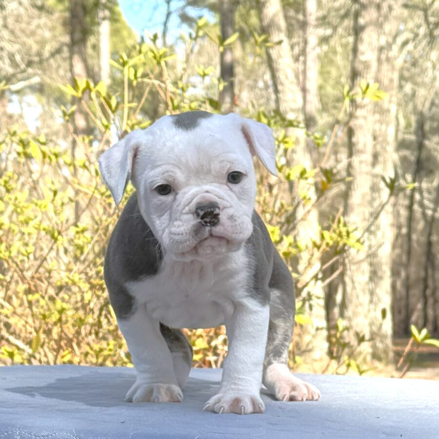 Elsie