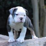 Old English Bulldog Adult Dog Elsie