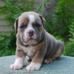 Old English Bulldog Adult Dog Ember