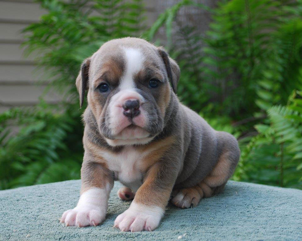 Blue Trindle Olde English Bulldogge Puppies For Sale