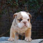 Old English Bulldog Adult Dog Ester