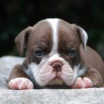 Old English Bulldog Adult Dog Ethyl