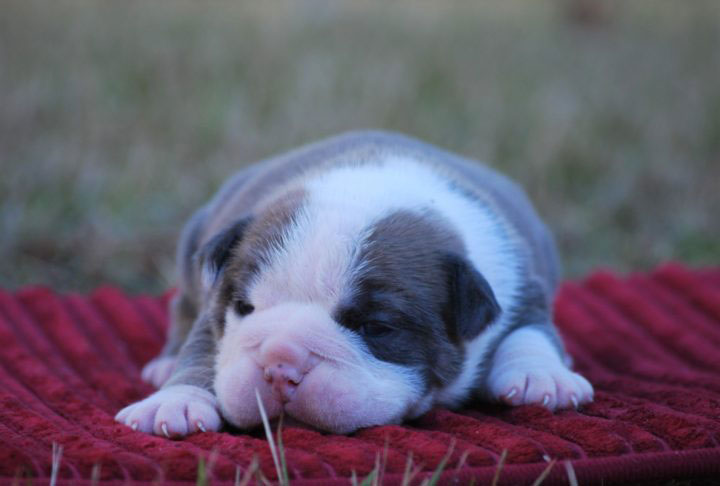 Old English Bulldog Adult Dog Evie